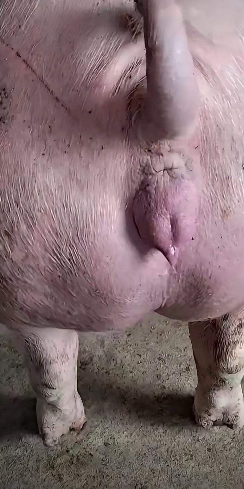 母猪疯病和羊癫疯图片