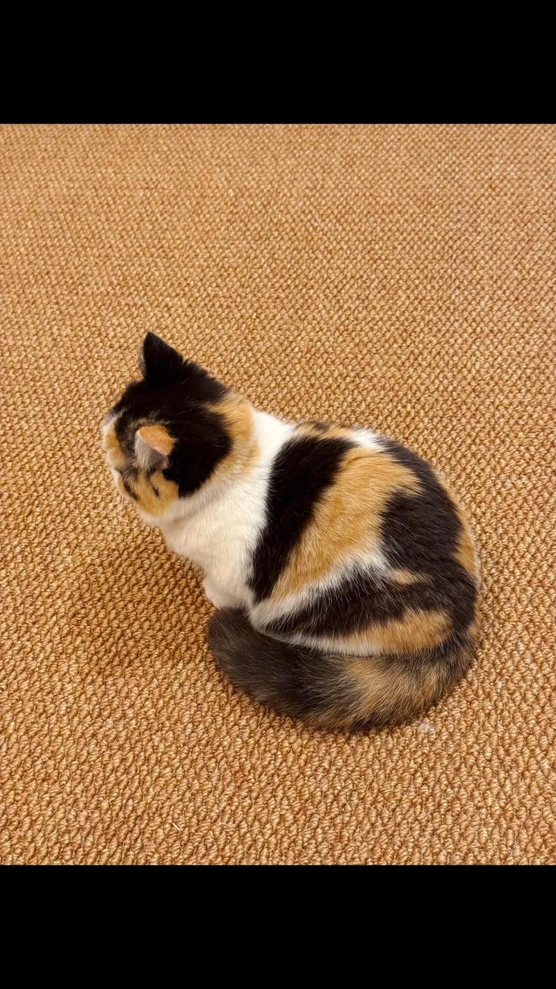 水深火热1ⅴ1念念小花猫