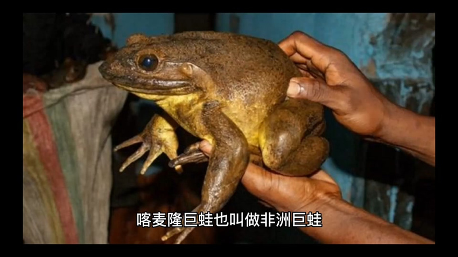 蛙 在线阅读