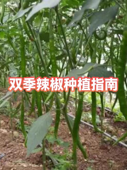 农村种植辣椒赚钱吗