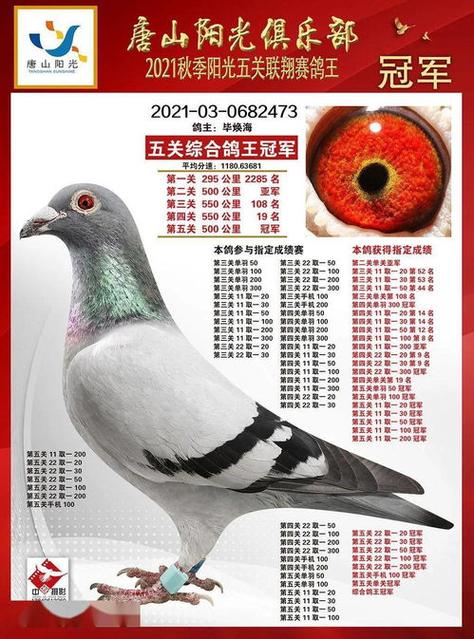 安捷信鸽查询系统