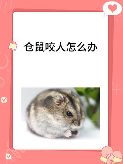 怕被仓鼠咬怎么办