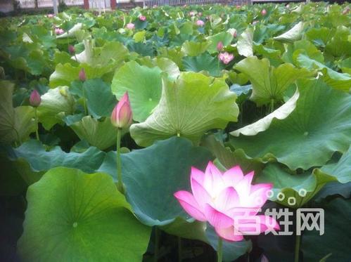 文昌农庄转让信息最新