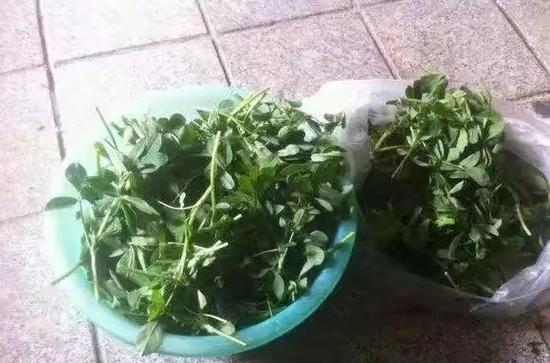 苜蓿怎么摘干净
