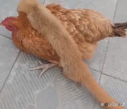 被鸡咬了一块肉,增生了会留疤吗