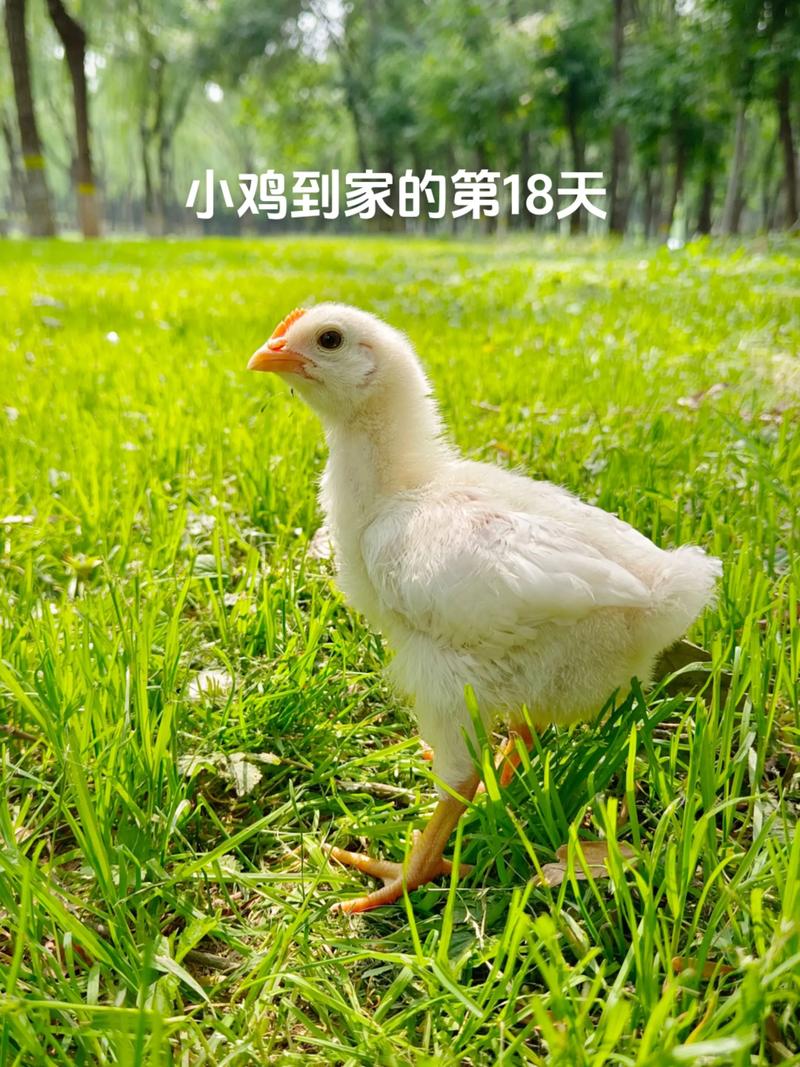 小鸡走丢了怎么找回来