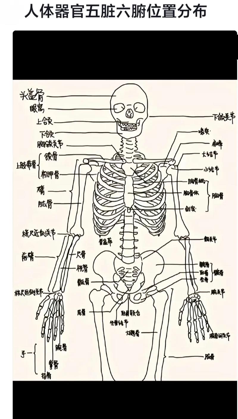人体图像简易图