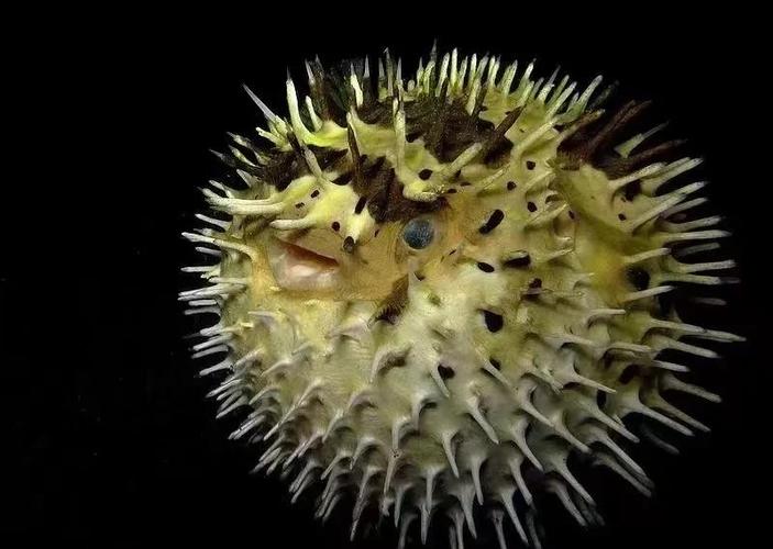 刺豚价格
