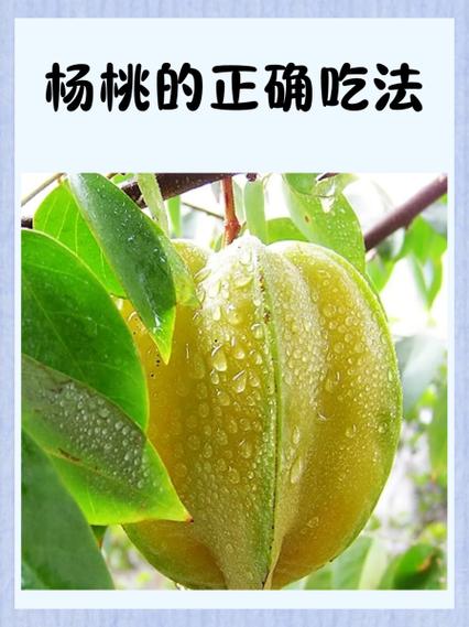 杨桃的文案