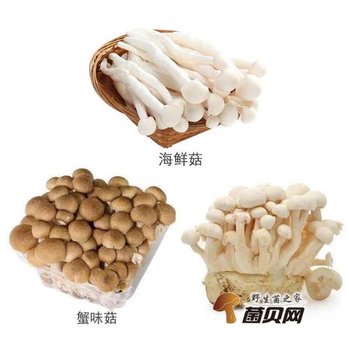 白玉菇和蘑菇哪种比较好