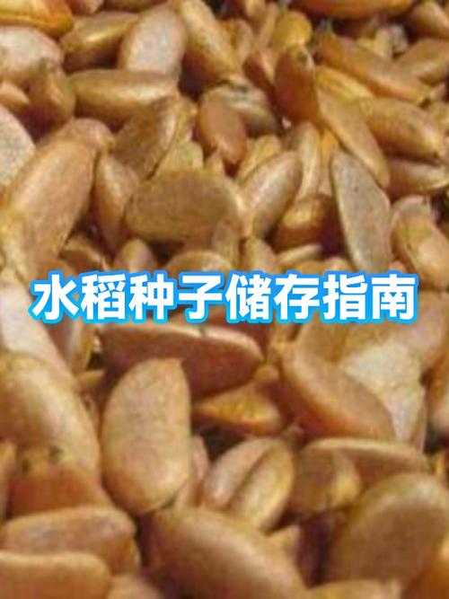 稻谷保存最简单三个方法