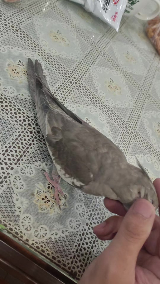 母玄凤叫声