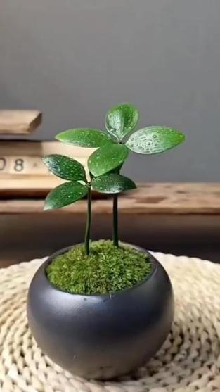 幸运草怎么养