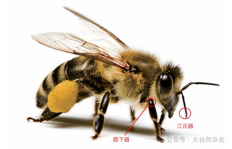 蜜蜂语音