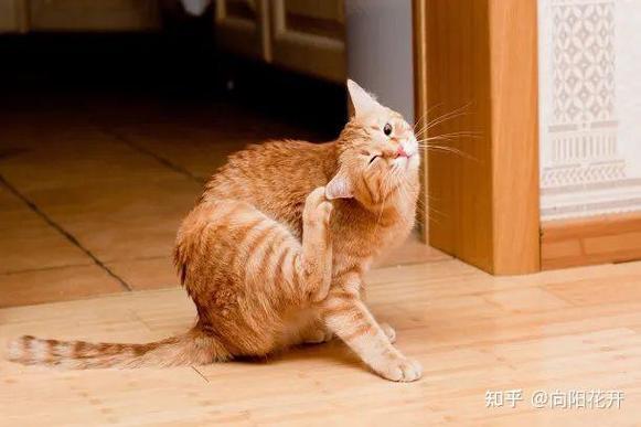 猫为什么喜欢挠痒