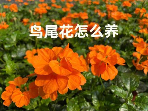 学养花的专业叫什么
