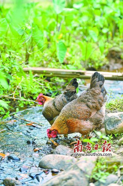 共享土鸡如何运作截图3