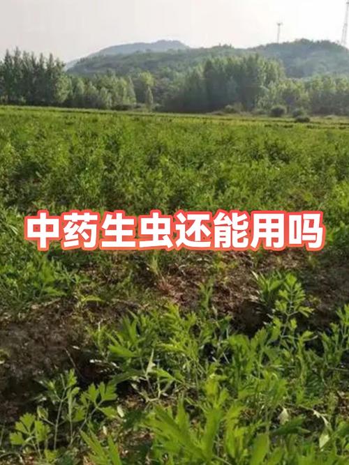 中药长虫子了还能用吗