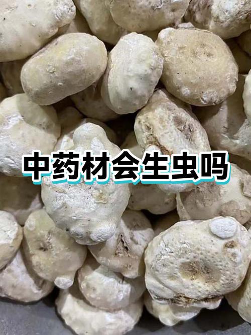 中药长虫子了还能用吗截图2