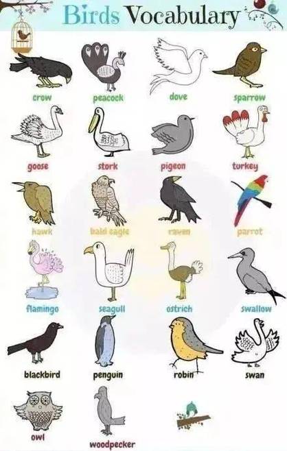 pigeon英语发音