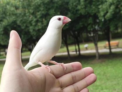 手养鸟哪种最好养 手养鸟哪种最好养