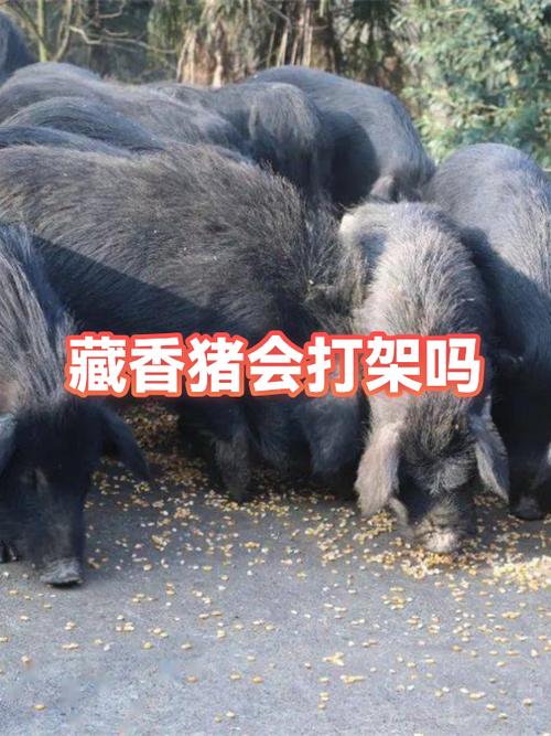 猪打架什么原因截图3
