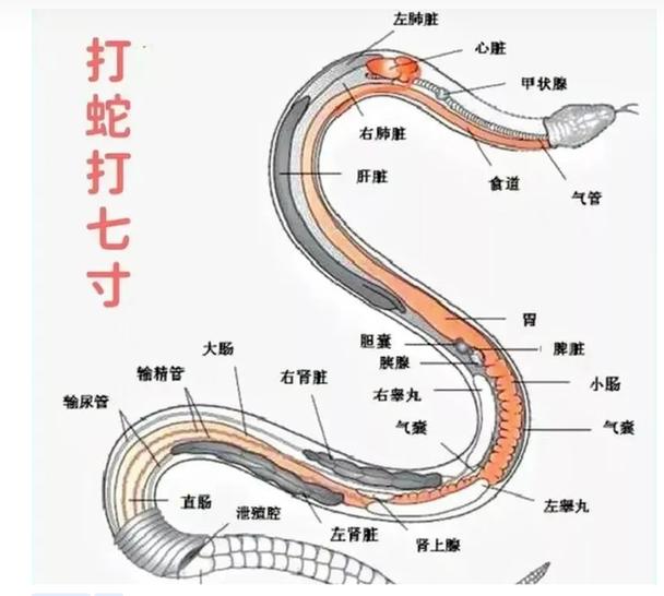 蛇的屁股在哪个部位