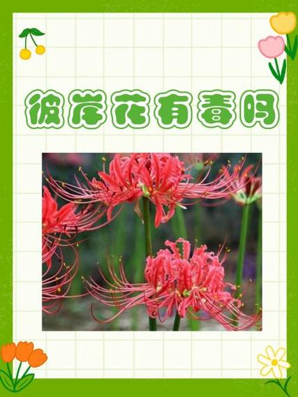 彼岸花有毒吗