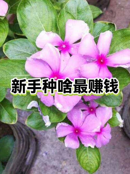 种什么东西最赚钱最快