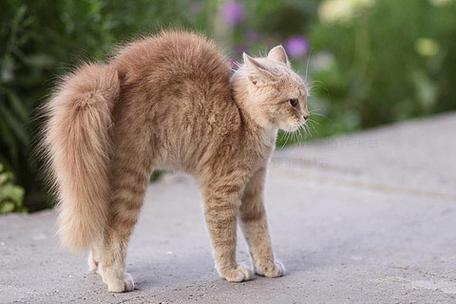 猫走来走去一直喵呜