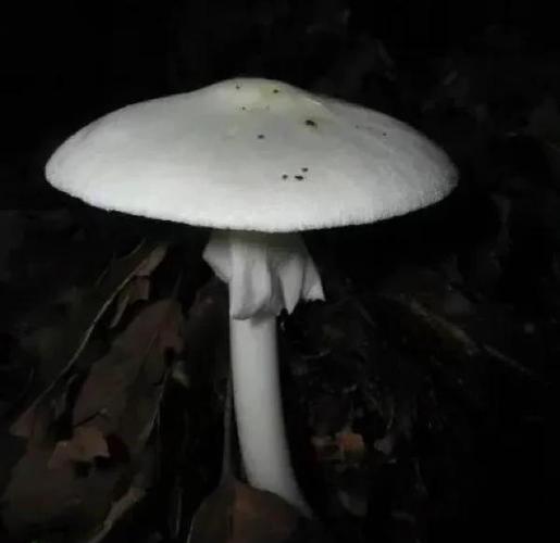 白蘑菇伞底下是黑色的是什么