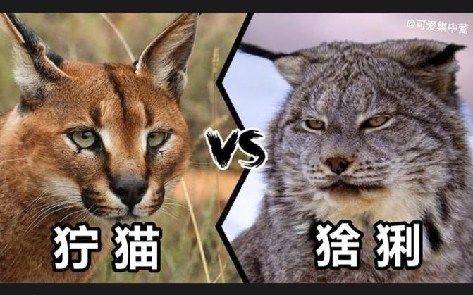 猞猁和狞猫哪个更凶猛