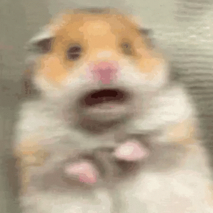 仓鼠表情包gif