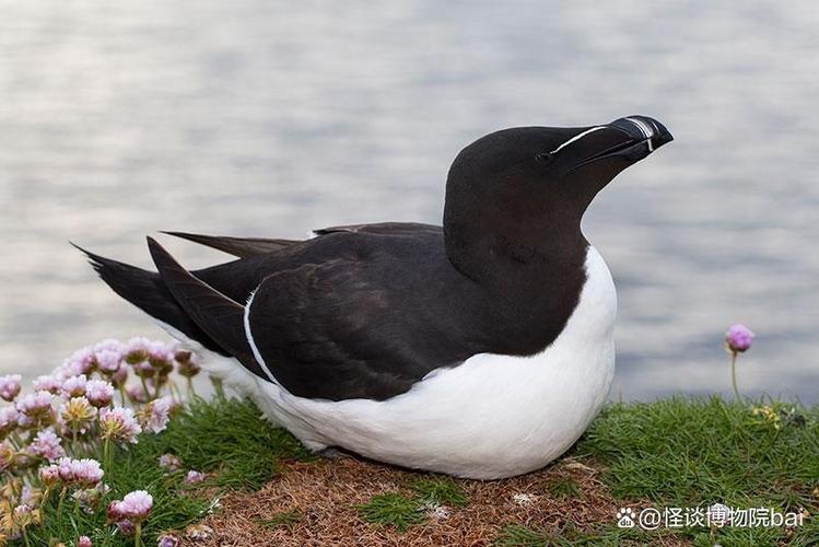 企鹅名字的由来 企鹅名字的由来