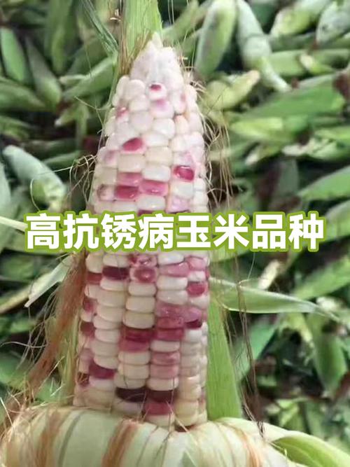 最抗锈病玉米第一名