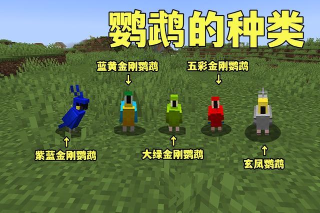 我的世界鹦鹉吃什么食物驯服截图3