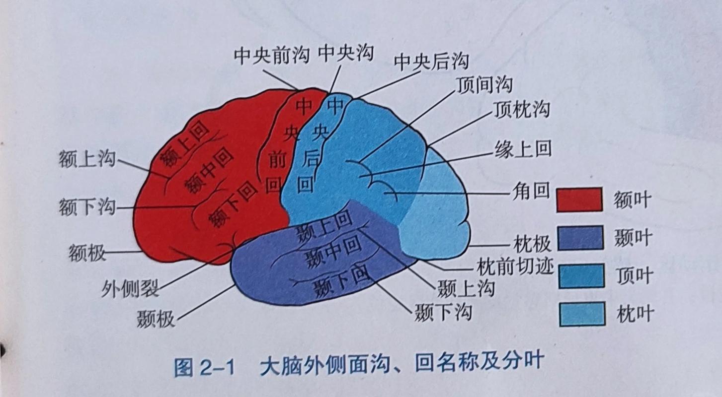 控制人体平衡的人脑组织是什么