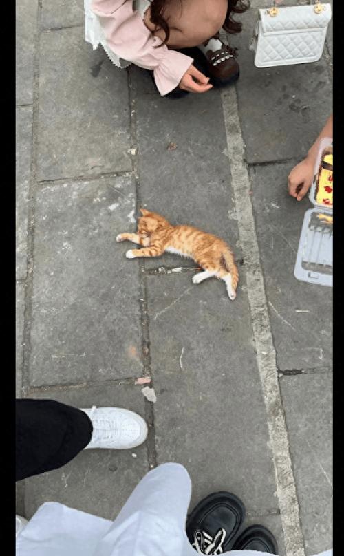小猫卖不出去怎么处理