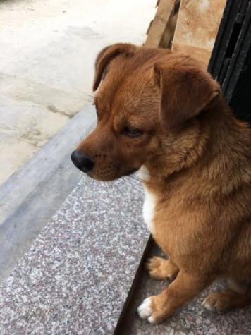 棕色中华田园犬