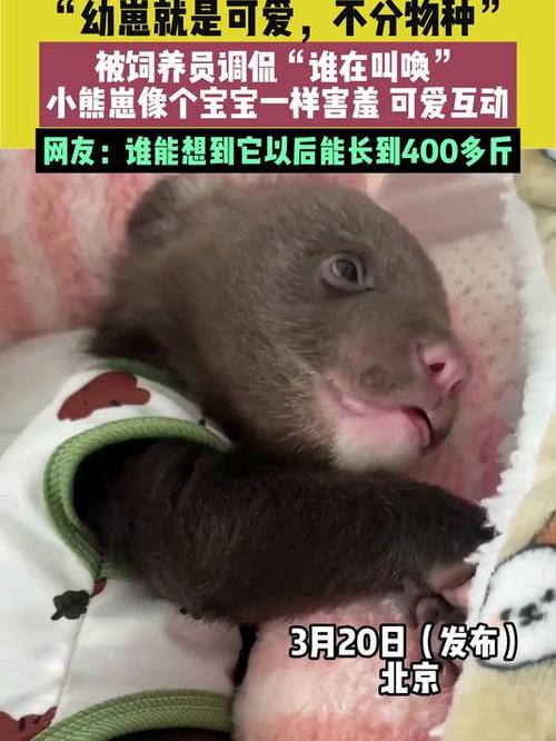 短版熊崽