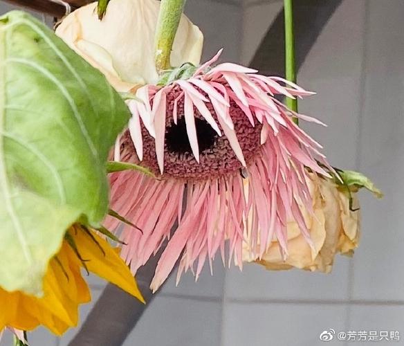 变形计变成花