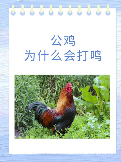 土公鸡打广告最简单三个步骤