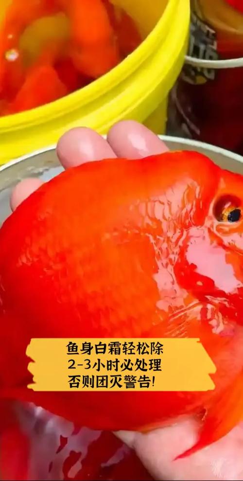 鱼身上起白霜是怎么了