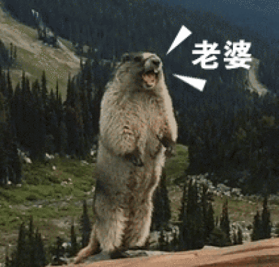 喊老婆的动态表情包