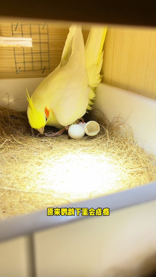玄凤鹦鹉怀孕多久下蛋