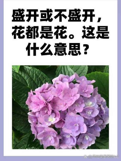 花都是花