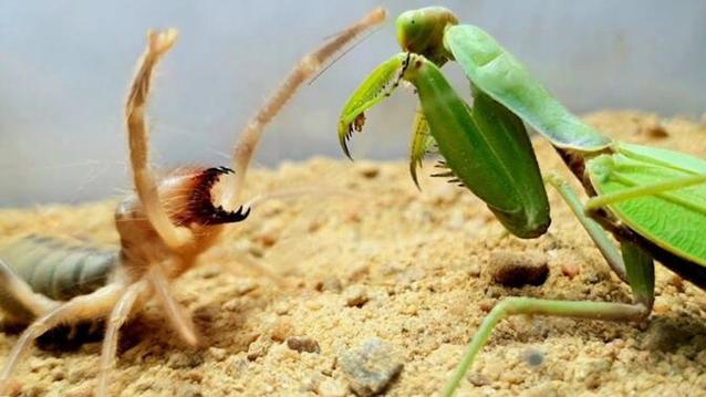 昆虫大战视频