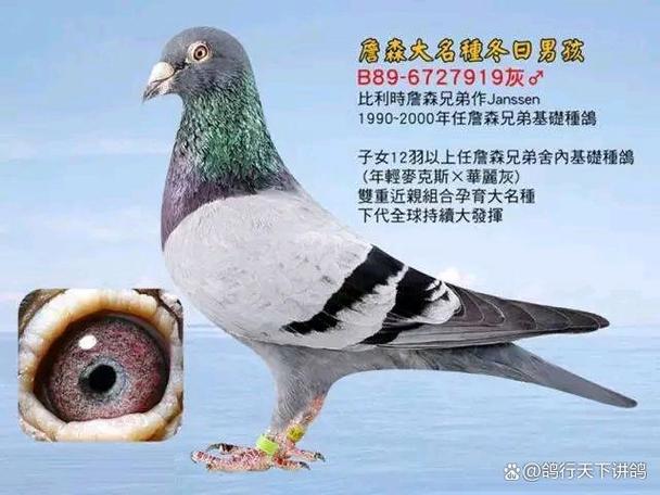特比环赛鸽查询