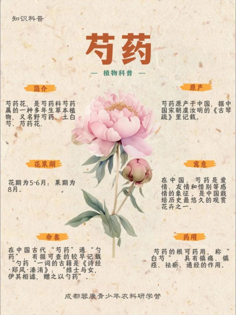 芍药种在什么地方吉利
