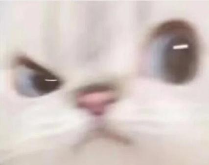 猫表情包可爱